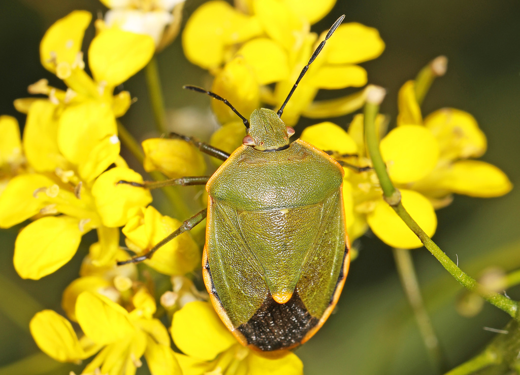 Chlorochroa ligata (Conchuela Bug), California species