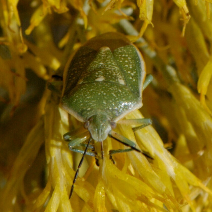 Chlorochroa uhleri (Uhler's Stink Bug), California species