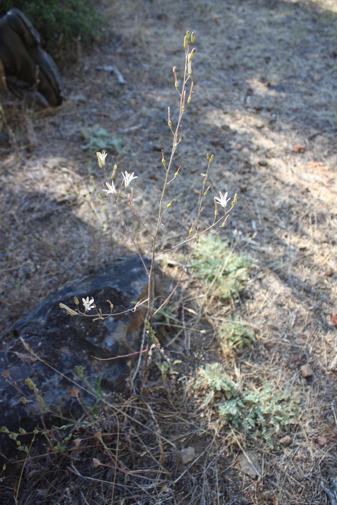 Chlorogalum angustifolium (Narrow-leaved soap plant), native California herb
