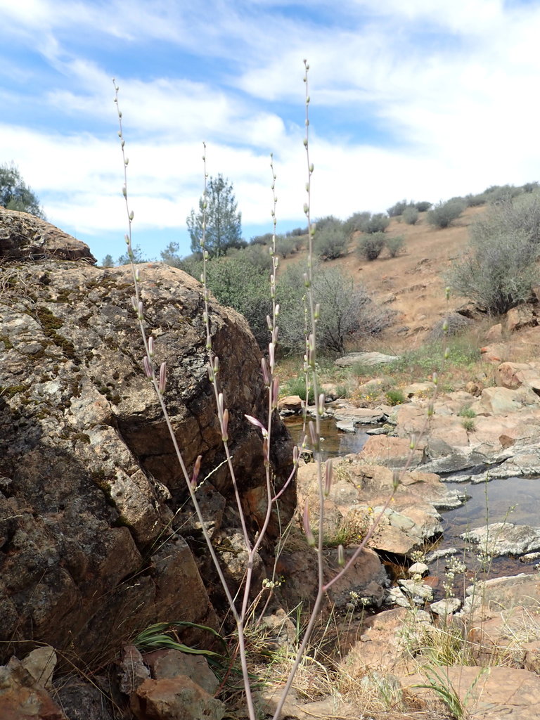 Chlorogalum grandiflorum (Red hills soaproot), native California herb