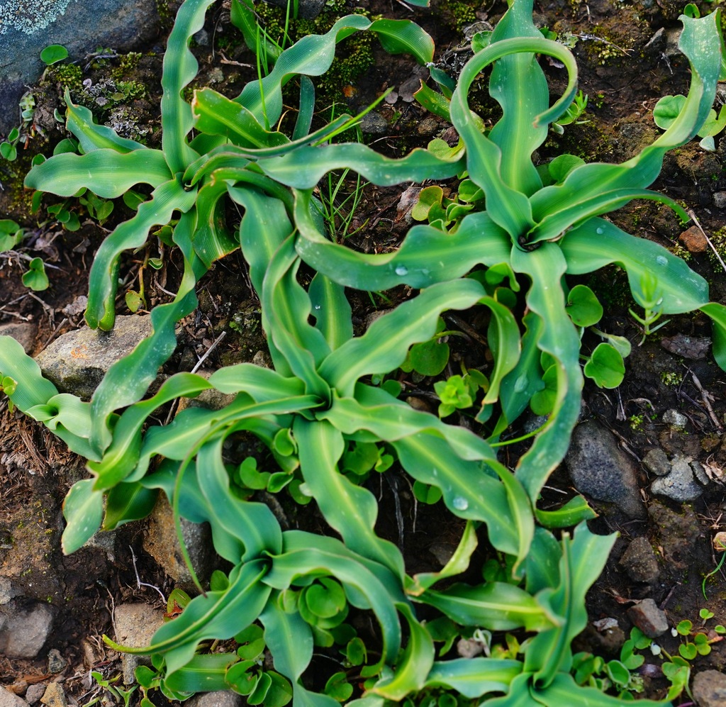 Chlorogalum pomeridianum var. divaricatum (Coastal soap plant), native California herb
