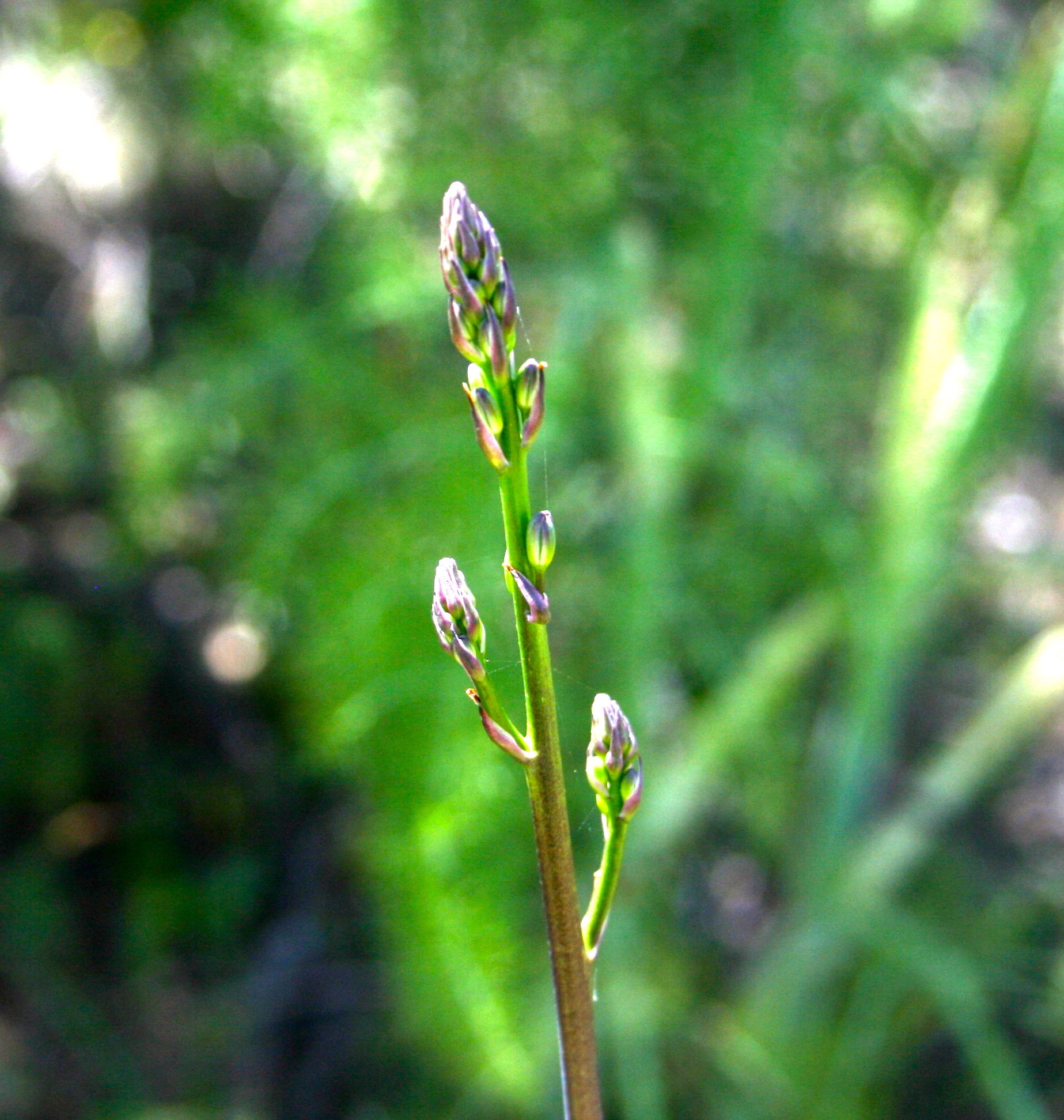 Chlorogalum pomeridianum (Amole), native California herb