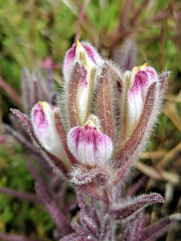 Chloropyron maritimum subsp. palustre (Point reyes salty bird's-beak), native California herb