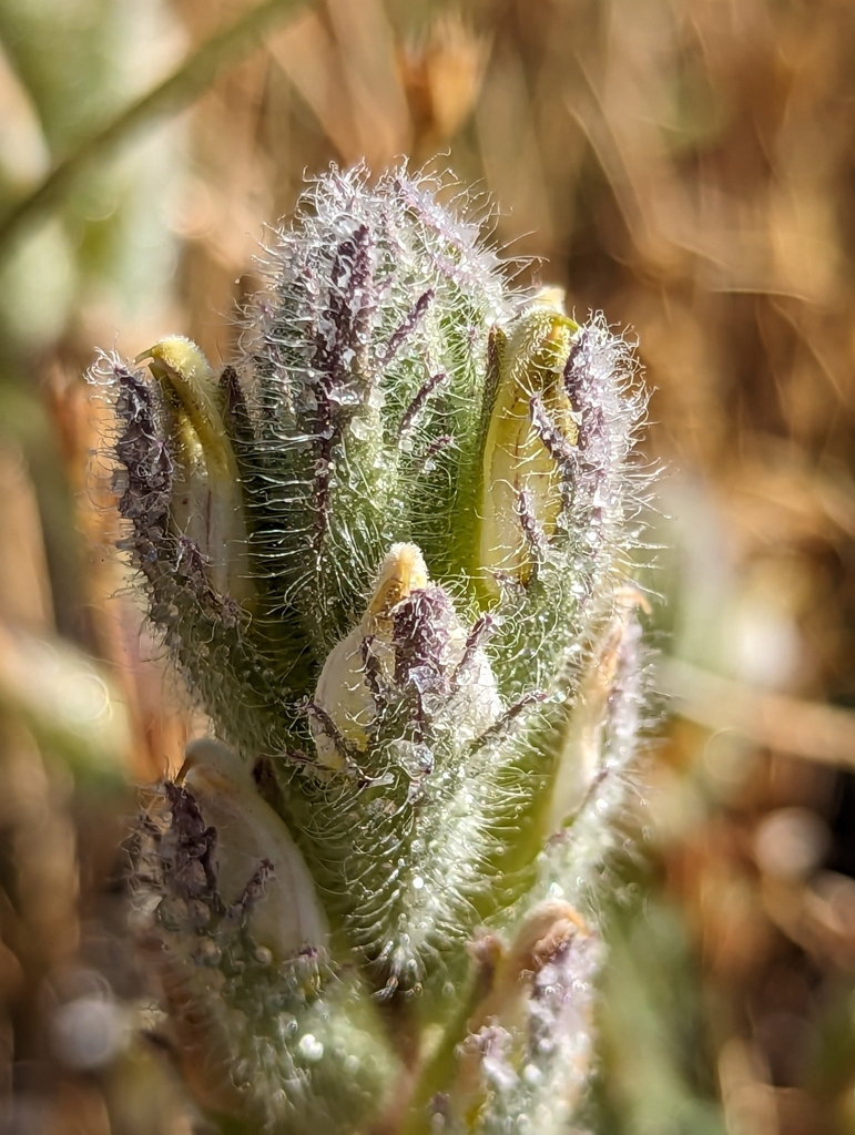 Chloropyron molle — parent species of Chloropyron molle subsp. molle