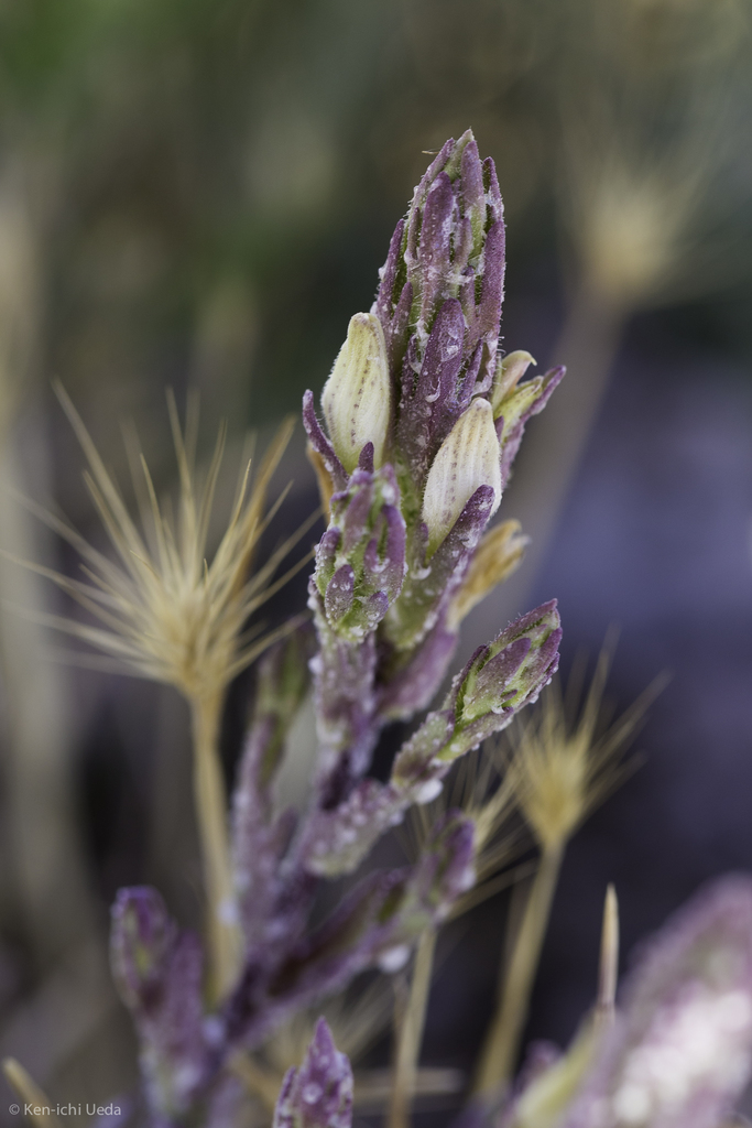 Chloropyron palmatum (Palmate salty bird's-beak), native California herb