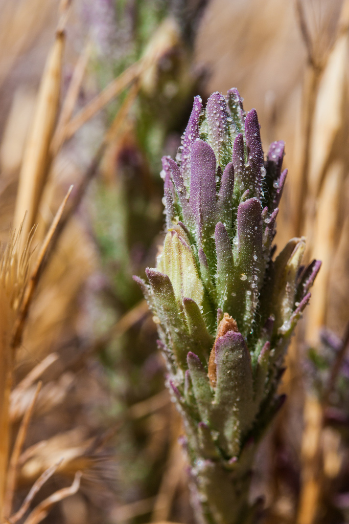 Chloropyron sp. (Salty bird's-beak), native California annual