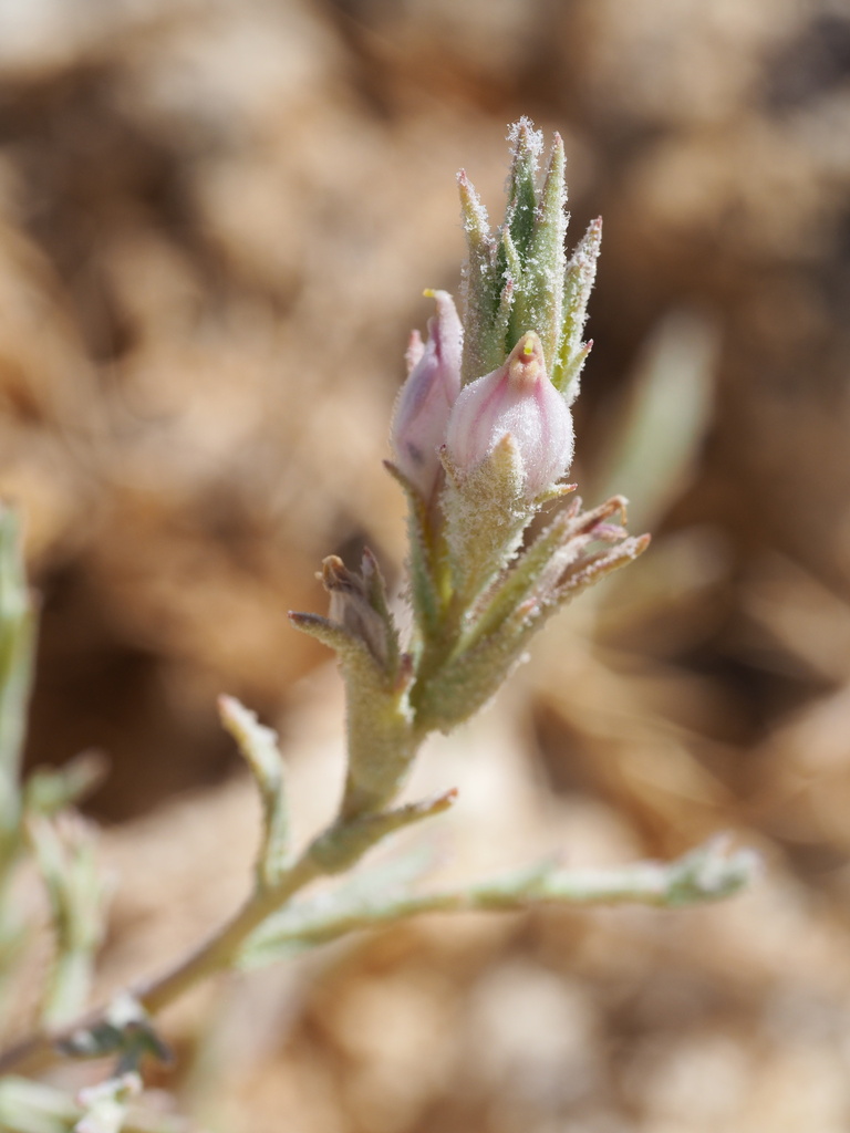 Chloropyron tecopense (Tecopa salty bird's-beak), native California herb