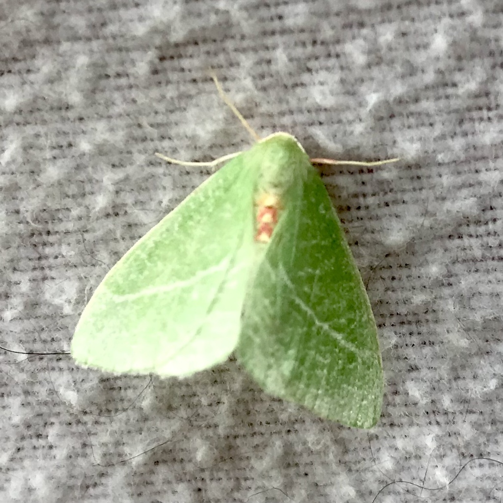 Chlorosea banksaria (Bank's Emerald Moth), California species