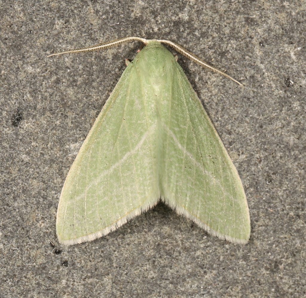 Chlorosea nevadaria (Nevada Chlorosea), California species