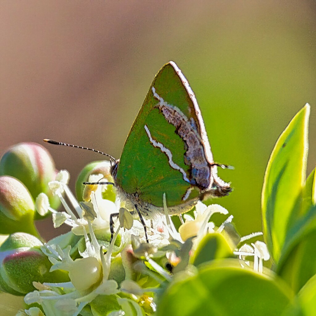 Chlorostrymon simaethis (Silver-banded Hairstreak), California species