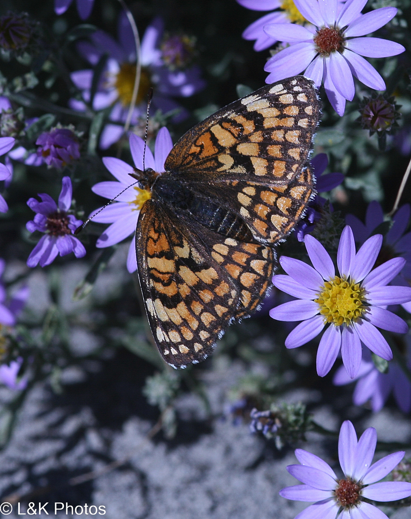 Chlosyne acastus (Sagebrush Checkerspot), California species