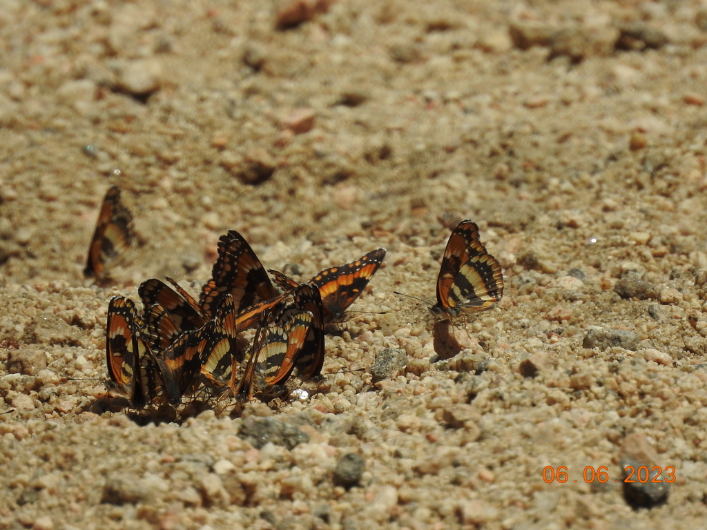 Chlosyne californica (California Patch), California species
