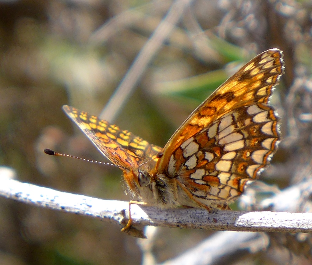 Chlosyne gabbii (Gabb's Checkerspot), California species