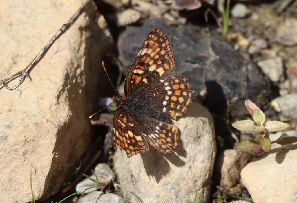 Chlosyne hoffmanni (Hoffmann's Checkerspot), California species