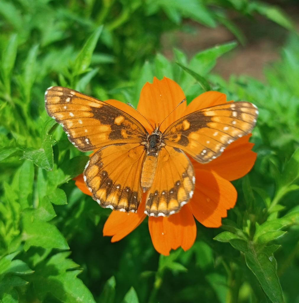 Chlosyne lacinia (Bordered Patch), California species