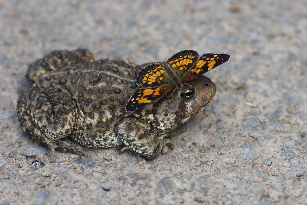 Chlosyne leanira elegans (Oso Flaco Patch Butterfly), California species