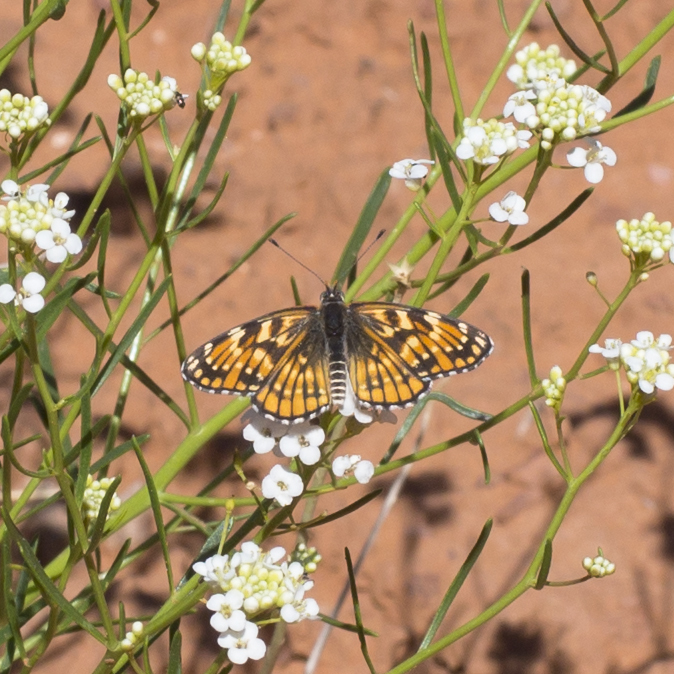 Chlosyne leanira (Leanira Checkerspot), California species