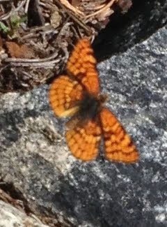Chlosyne palla (Northern Checkerspot), California species