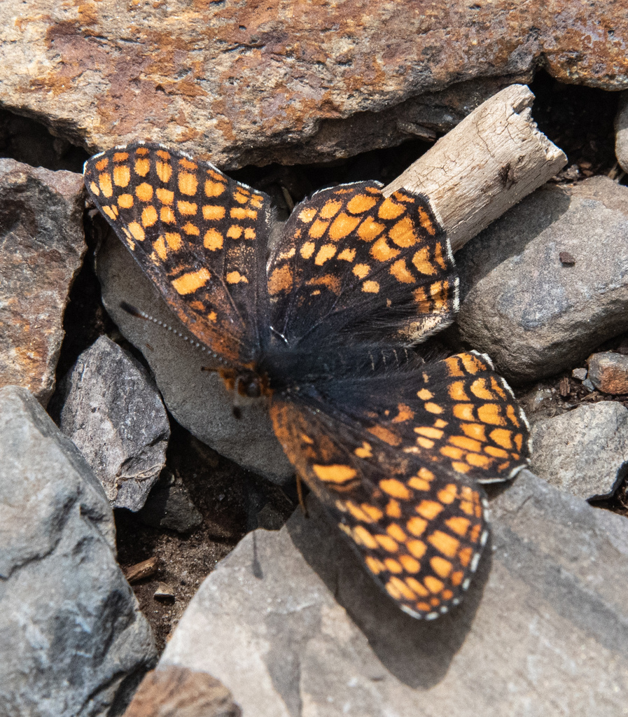 Chlosyne whitneyi (Rockslide Checkerspot), California species