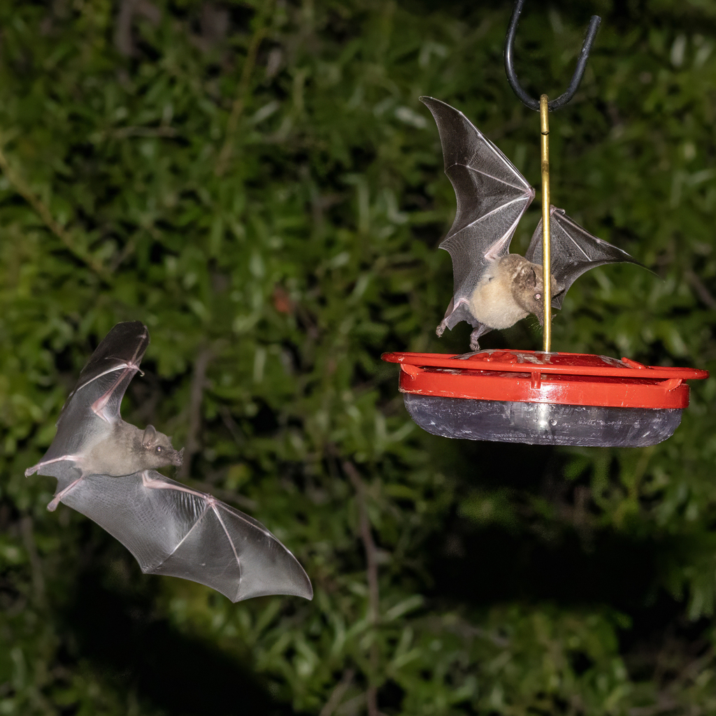 Choeronycteris mexicana (Mexican Long-tongued Bat), California species