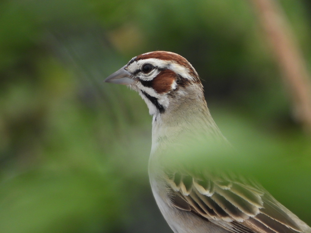 Chondestes grammacus (Lark Sparrow), California species