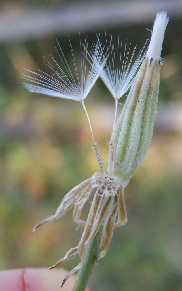 Chondrilla juncea (Skeleton weed), non-native California herb