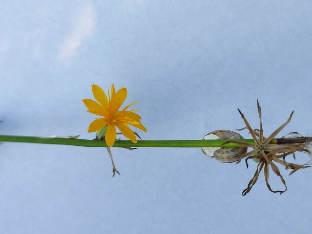 Chondrilla sp., non-native California perennial