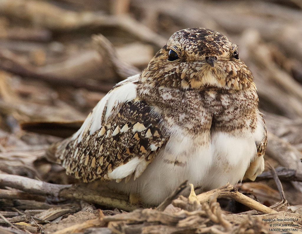 Chordeiles acutipennis (Lesser Nighthawk), California species