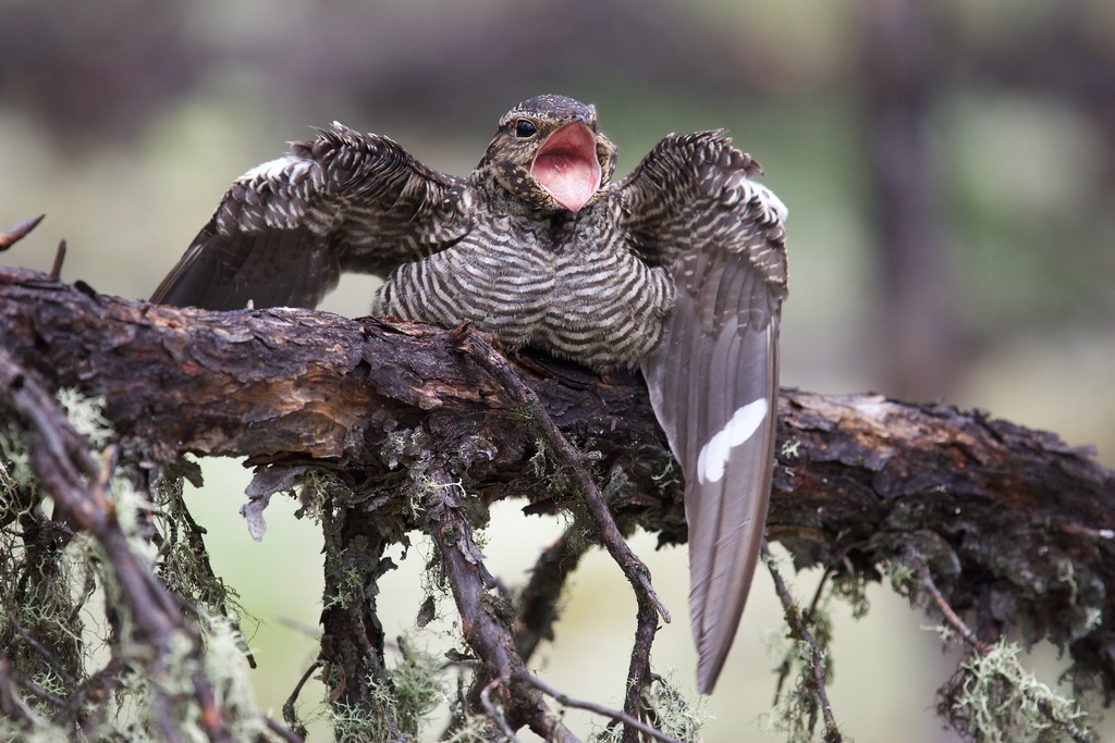 Chordeiles minor (Common Nighthawk), California species