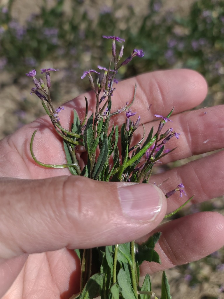 Chorispora tenella (Crossflower), non-native California herb