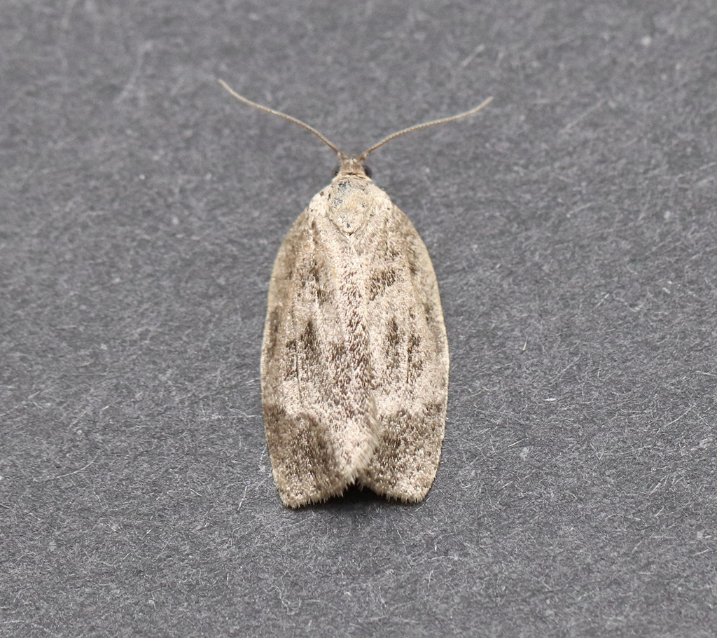 Choristoneura conflictana (Large Aspen Tortrix Moth), California species