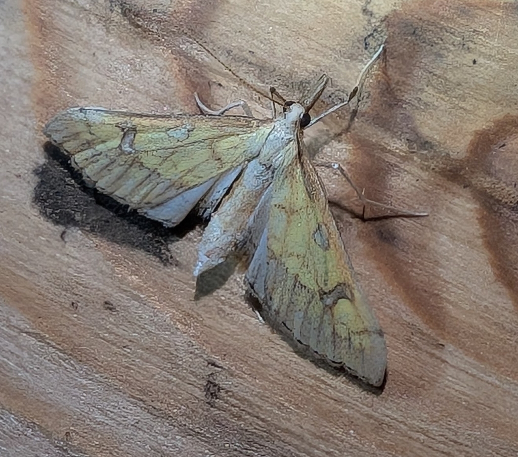 Choristostigma elegantalis, California species