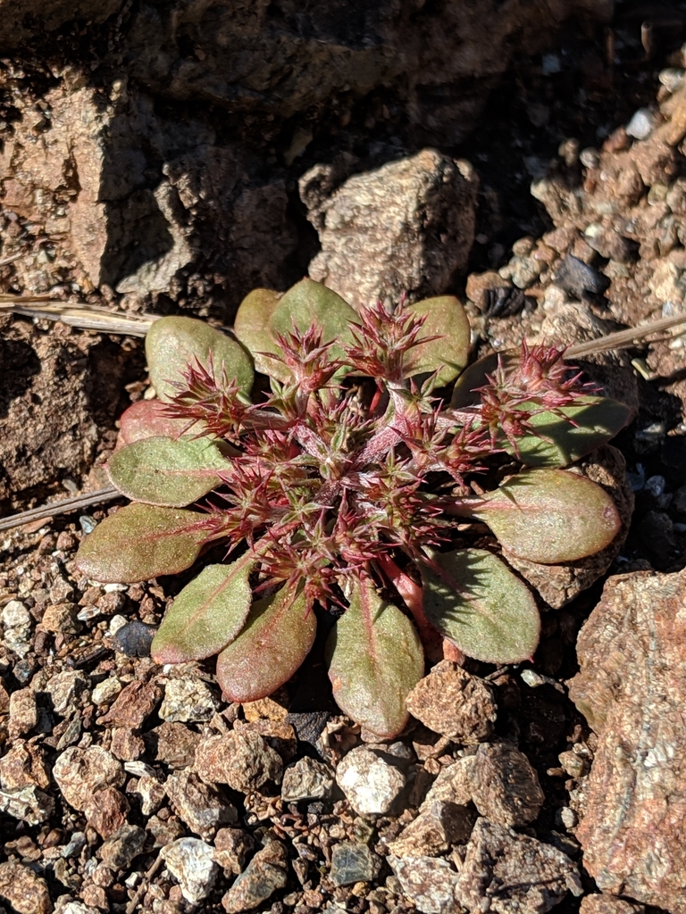 Chorizanthe aphanantha (Irish hills spineflower), native California perennial
