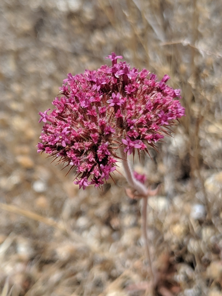Chorizanthe biloba var. immemora (Hernandez spineflower), native California herb