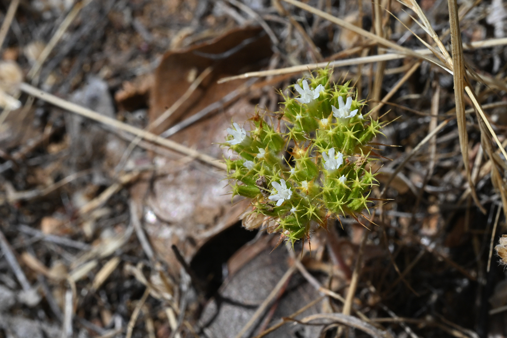 Chorizanthe blakleyi (Blakley's spineflower), native California herb