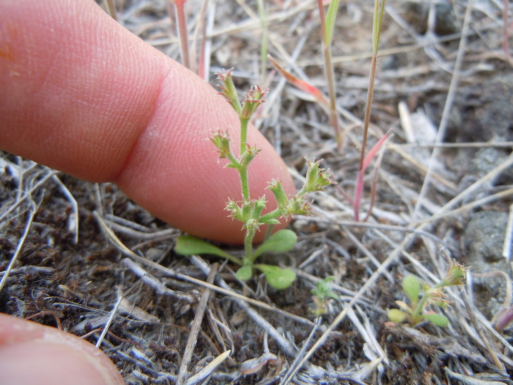 Chorizanthe brevicornu var. brevicornu (Brittle spineflower), native California herb