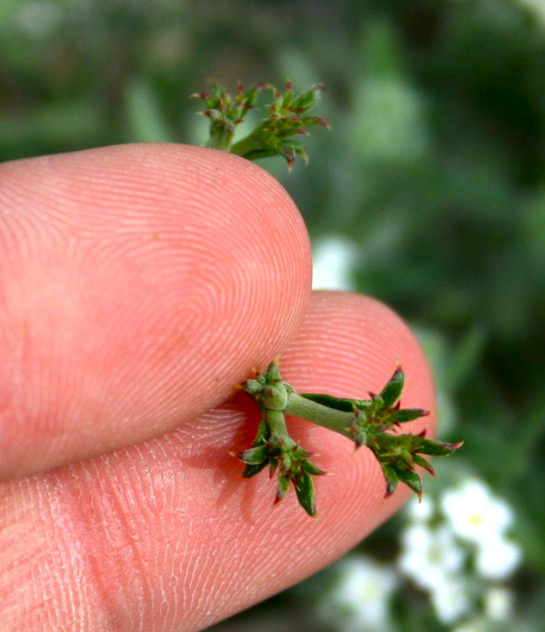 Chorizanthe brevicornu (Brittle spine flower), native California herb