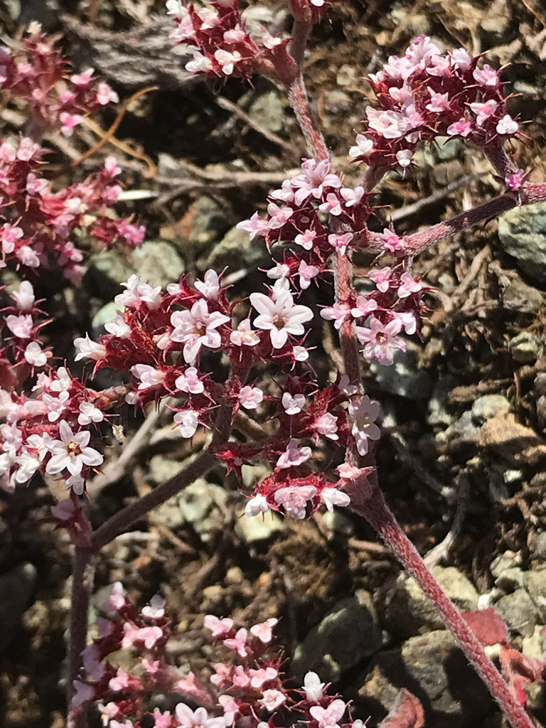 Chorizanthe breweri (Brewer's spineflower), native California herb