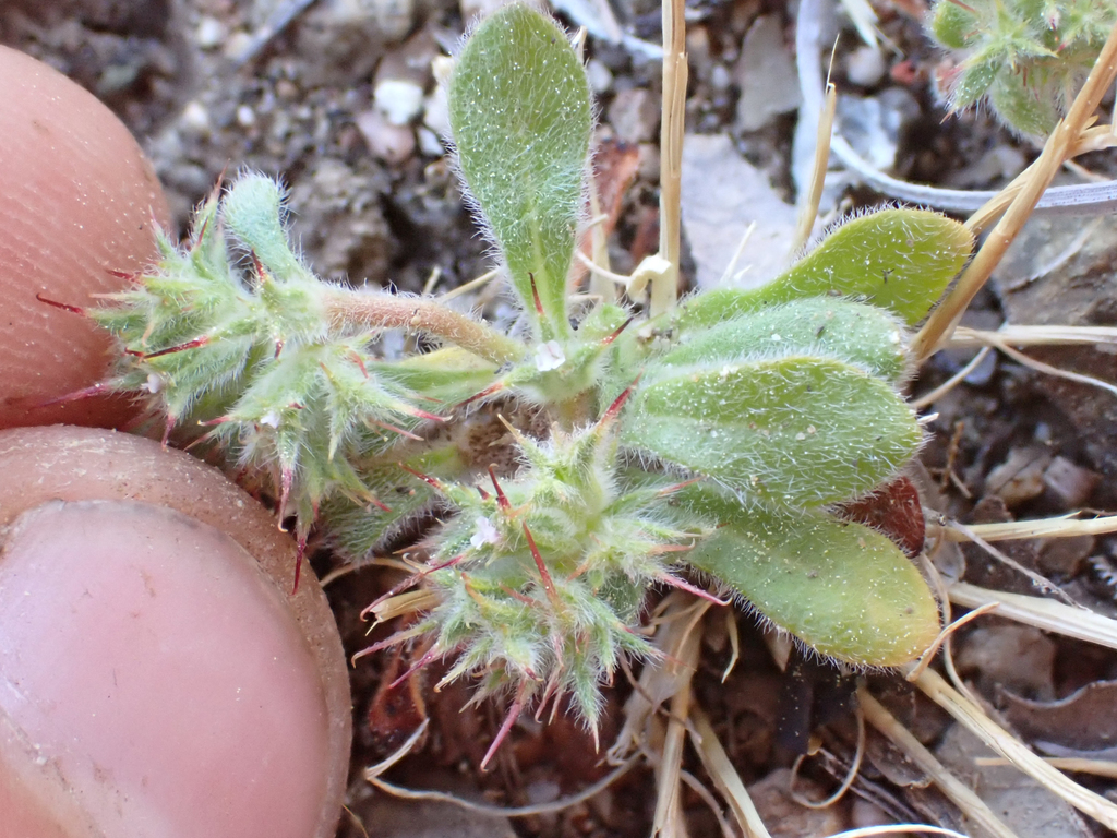 Chorizanthe clevelandii (Cleveland's spineflower), native California herb