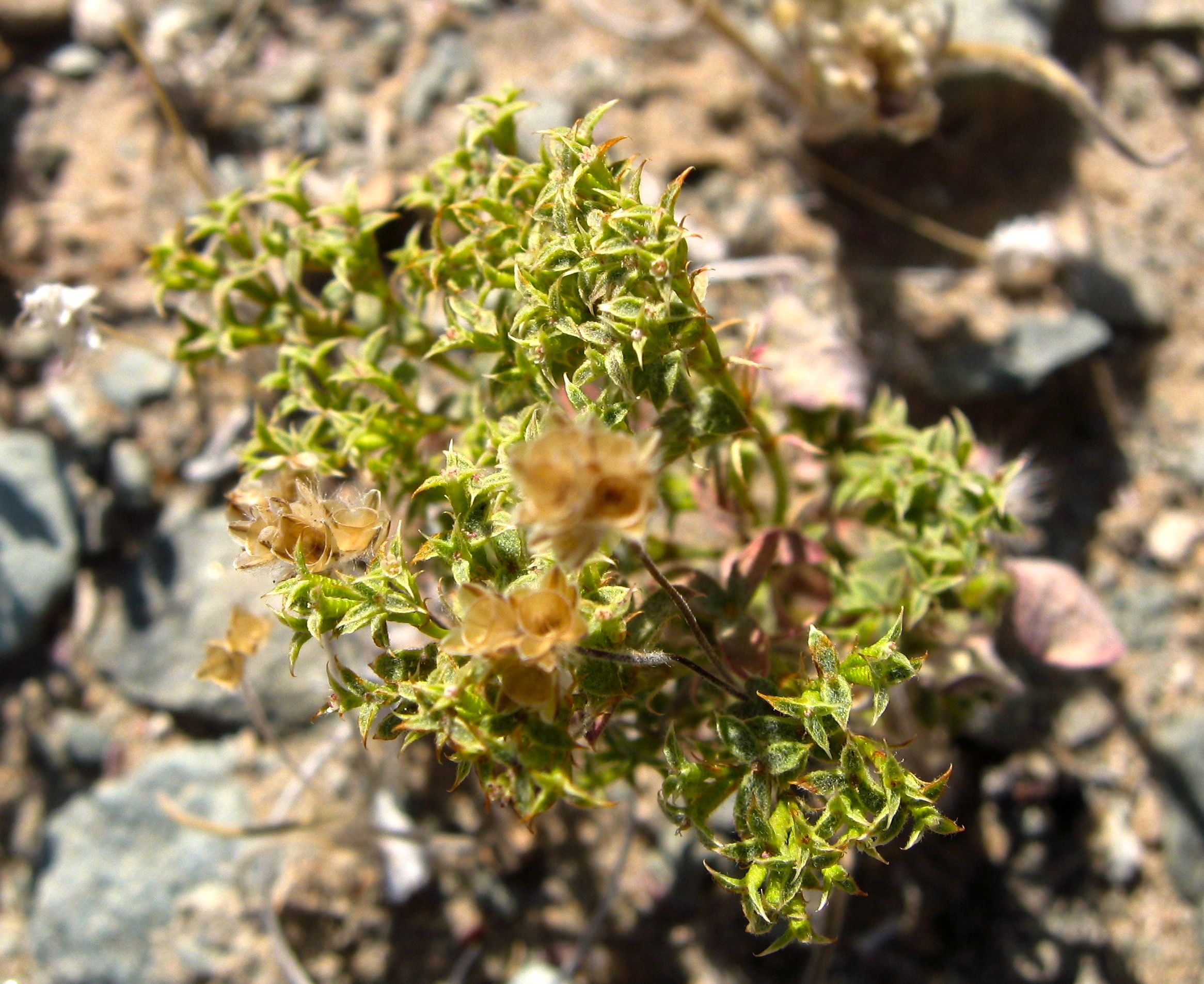 Chorizanthe corrugata (Wrinkled spineflower), native California herb