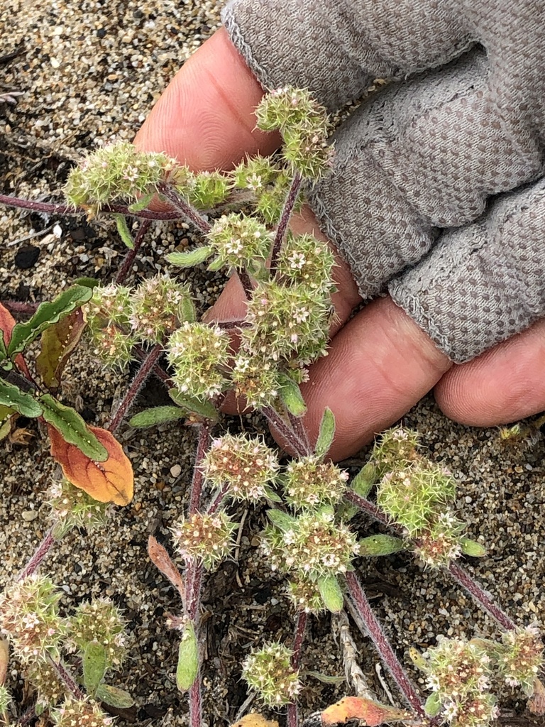 Chorizanthe cuspidata var. cuspidata (San francisco bay spineflower), native California herb