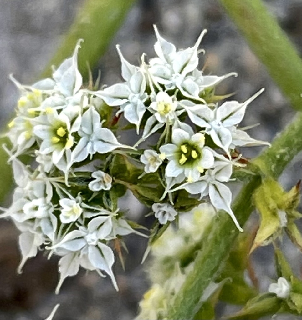 Chorizanthe diffusa (Diffuse spineflower), native California herb
