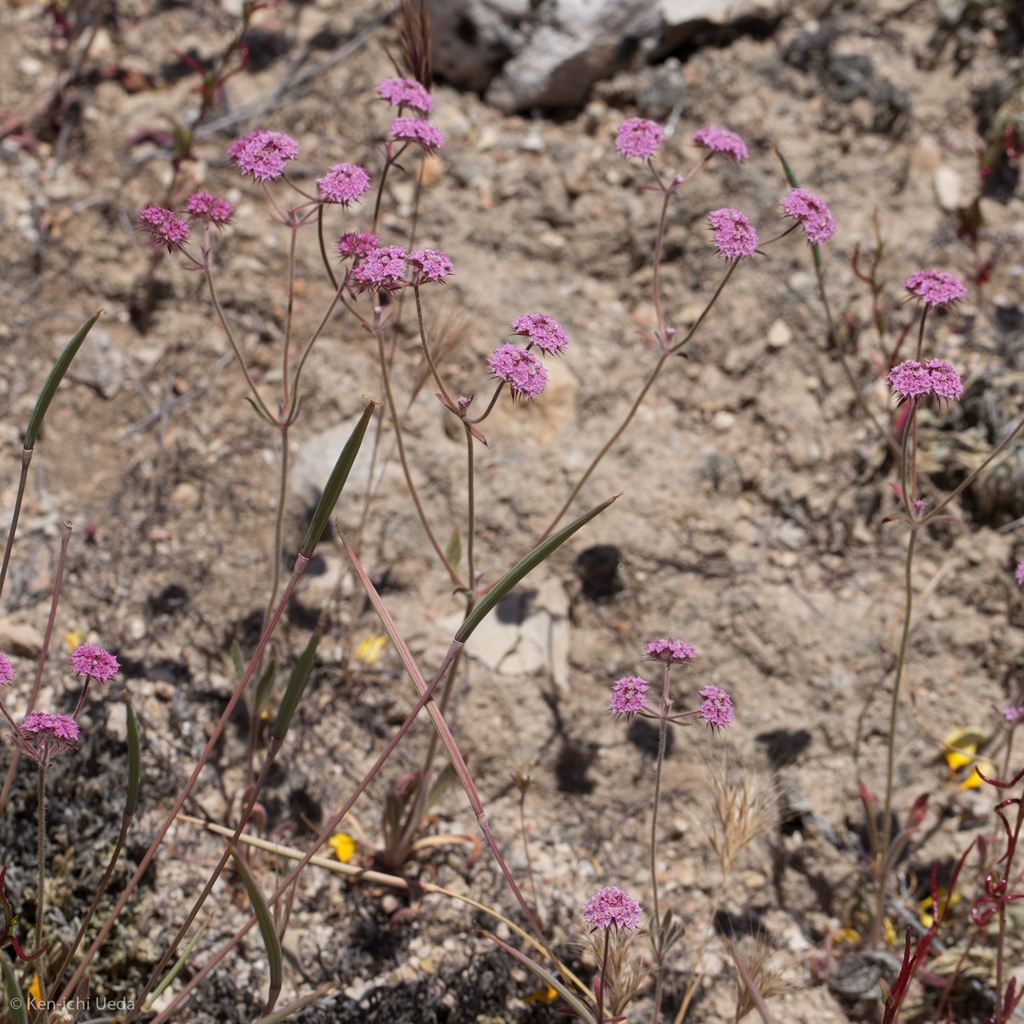 Chorizanthe douglasii (Douglas' spineflower), native California herb