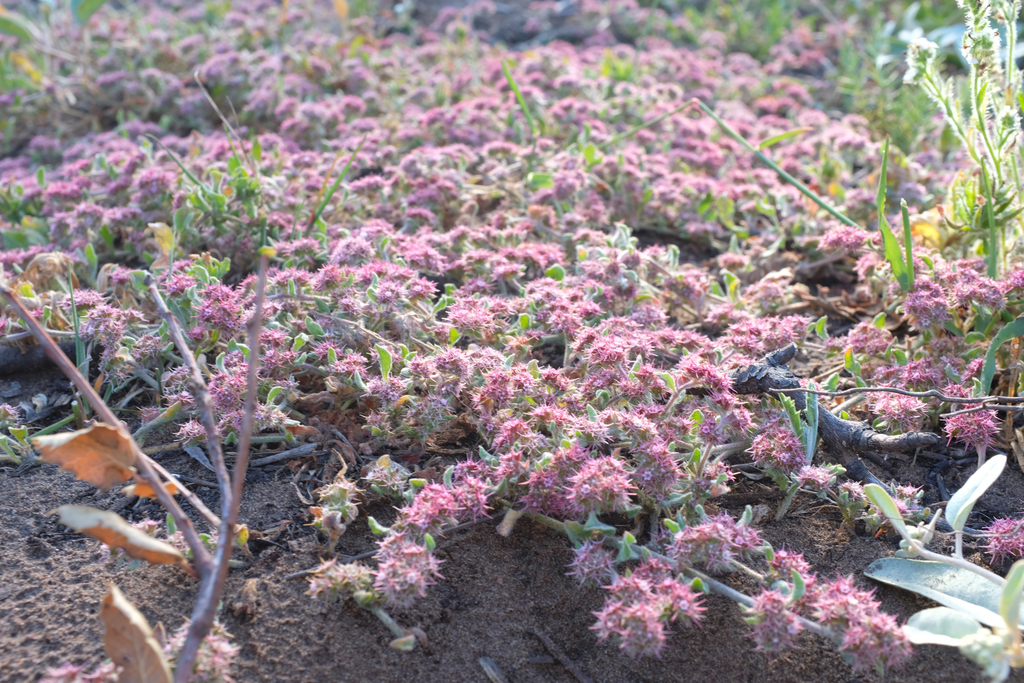 Chorizanthe angustifolia (Narrow-leaf spineflower), native California herb