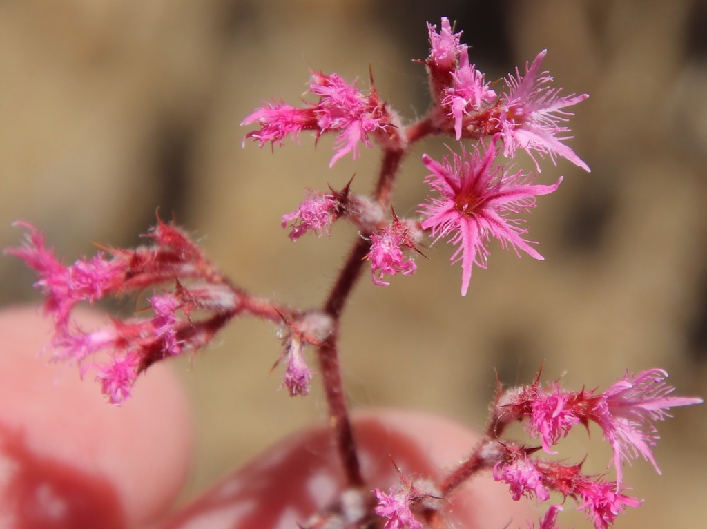 Chorizanthe fimbriata var. laciniata (Laciniate spineflower), native California herb