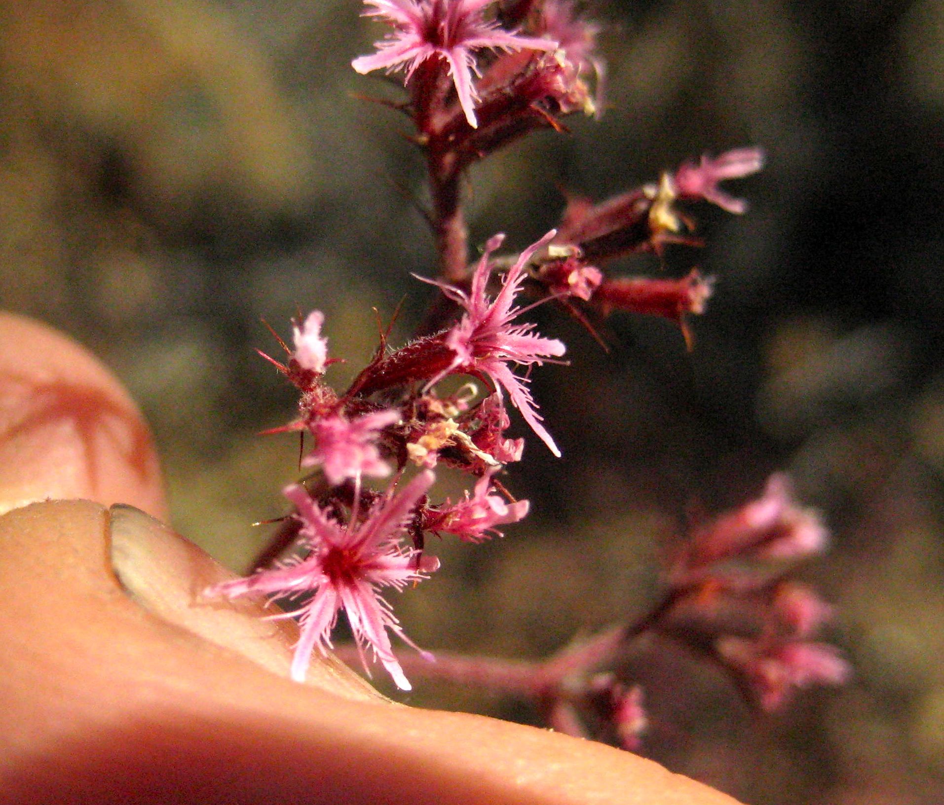 Chorizanthe fimbriata (Fringed spineflower), native California herb