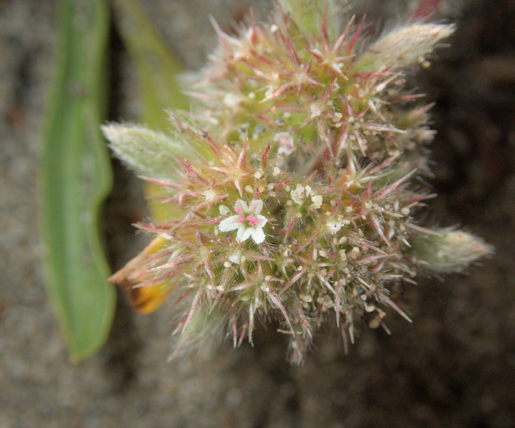 Chorizanthe howellii (Howell's spineflower), native California herb