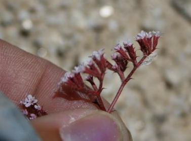 Chorizanthe leptotheca (Peninsular spineflower), native California herb
