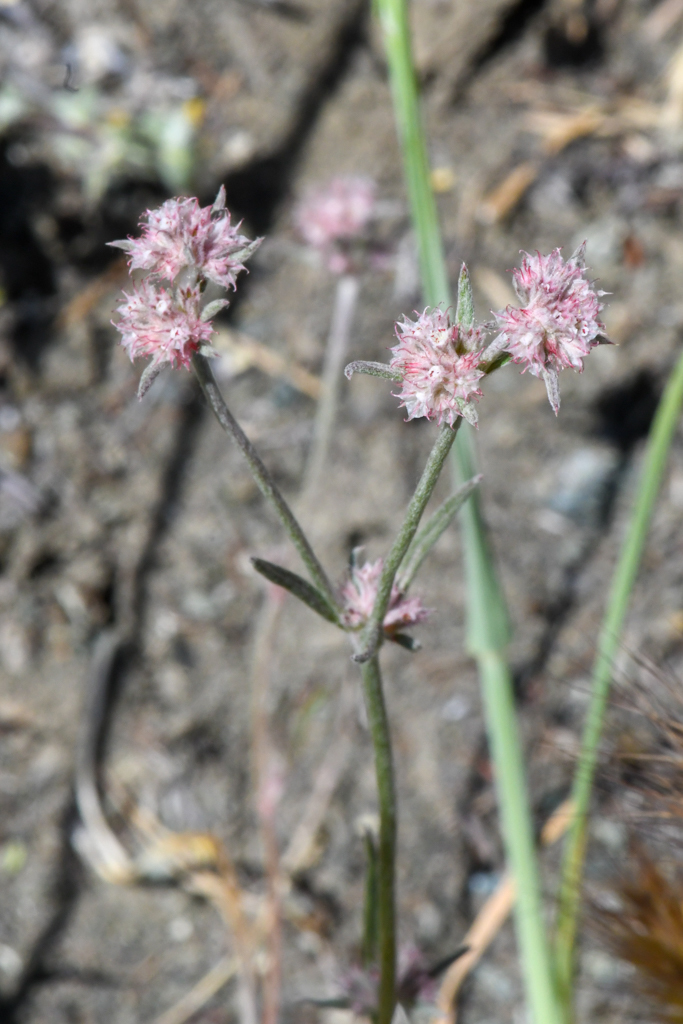 Chorizanthe membranacea (Pink spineflower), native California herb