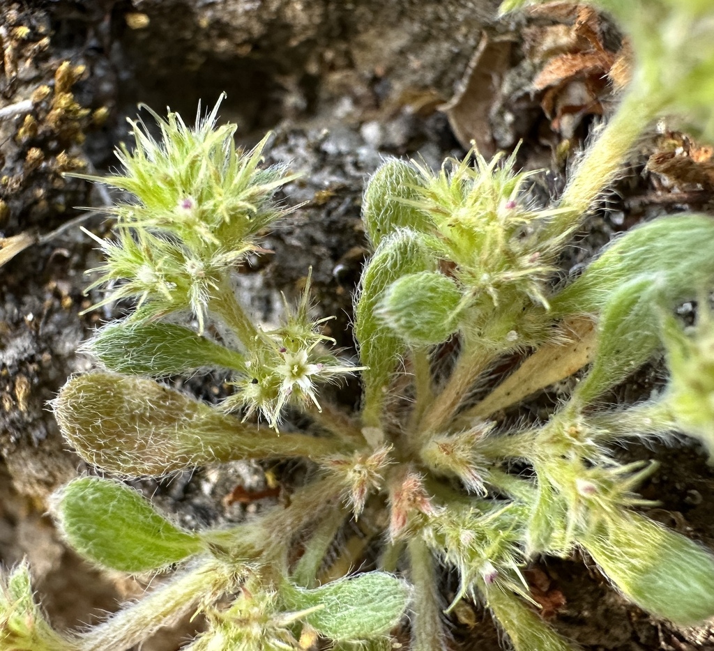 Chorizanthe minutiflora (Fort ord spineflower), native California perennial